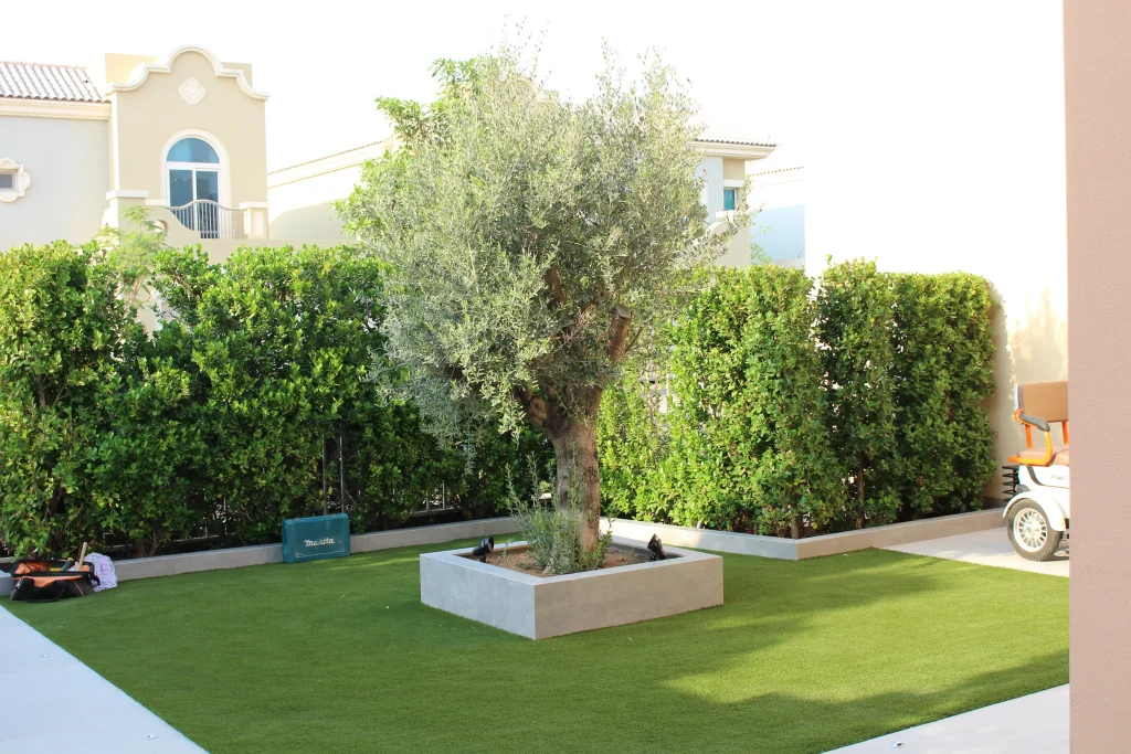 Tree-lined driveway landscaping in Dubai villa