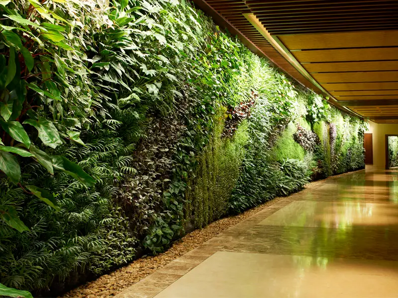 Green walls in Dubai: a living wall along a corridor