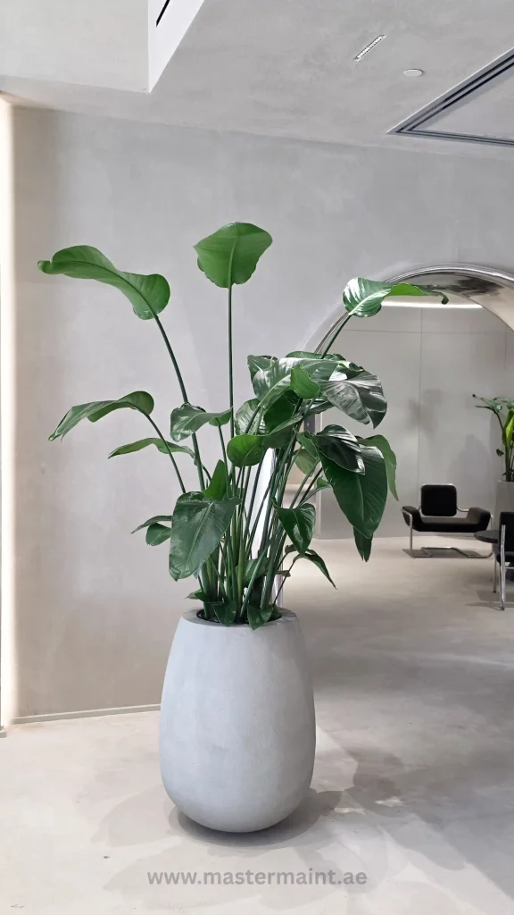 Indoor Plant Maintenance (AMC) in Dubai 1 Indoor office plants: a statement plant in a Dubai office
