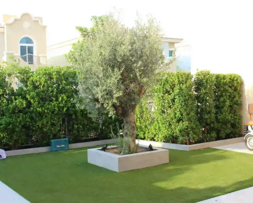 Well-kept villa garden in Dubai with a neat green lawn and trimmed plants