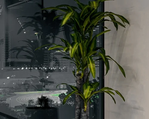 Live indoor plants arranged in a Dubai villa reception with custom planters