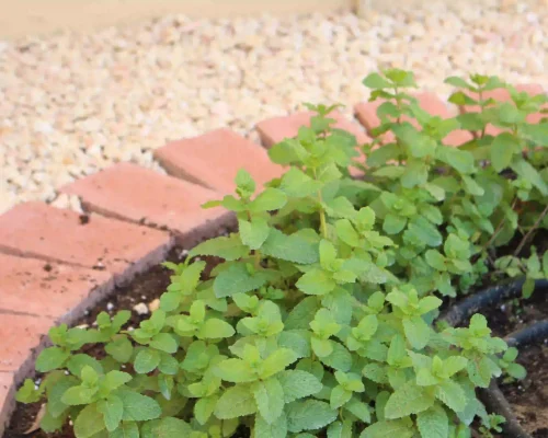 Landscape Design 20 Paving in Dubai