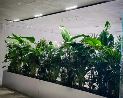 Plant styling in a Dubai office reception area with statement floor plants